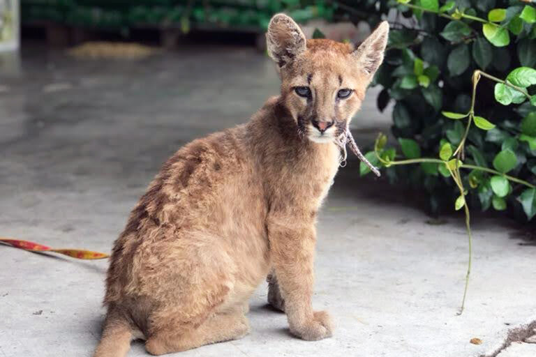 POLICÍA AMBIENTAL RESCATÓ UN PUMA Y UN TUCÁN EN EL INTERIOR PROVINCIAL