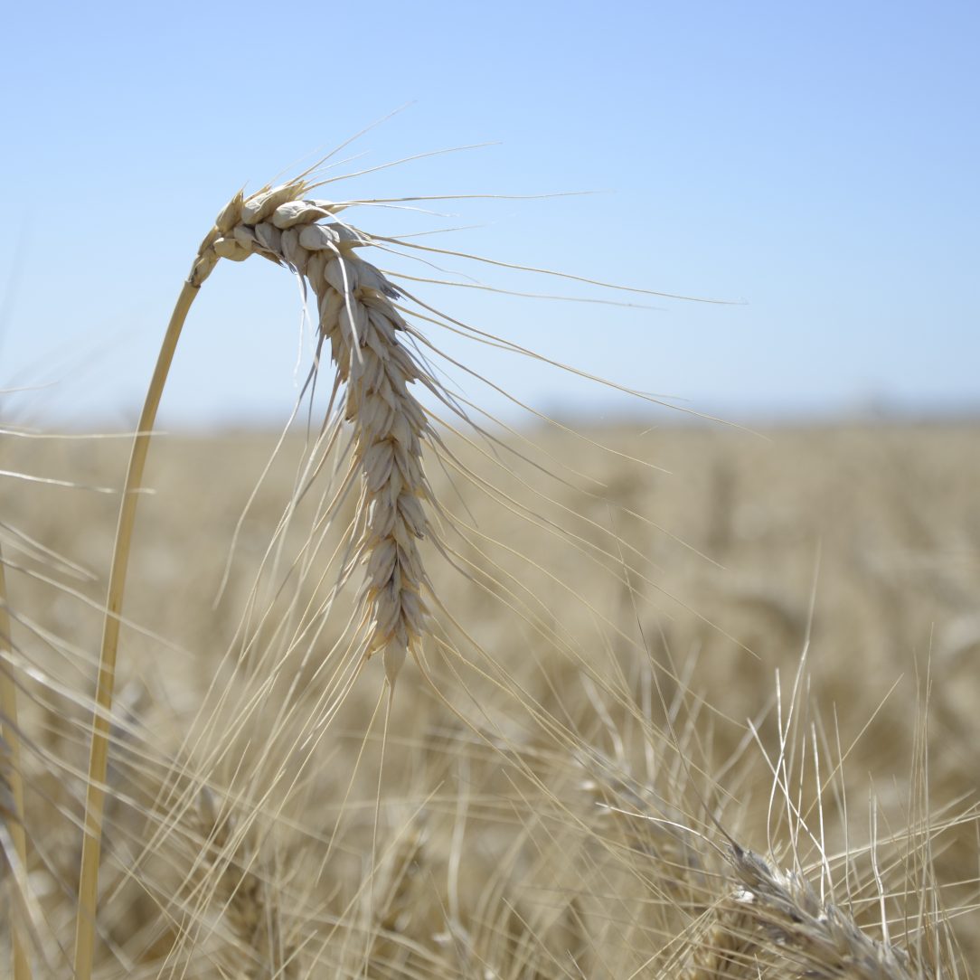 LA CADENA TRIGUERA SE REÚNE EN LEONES