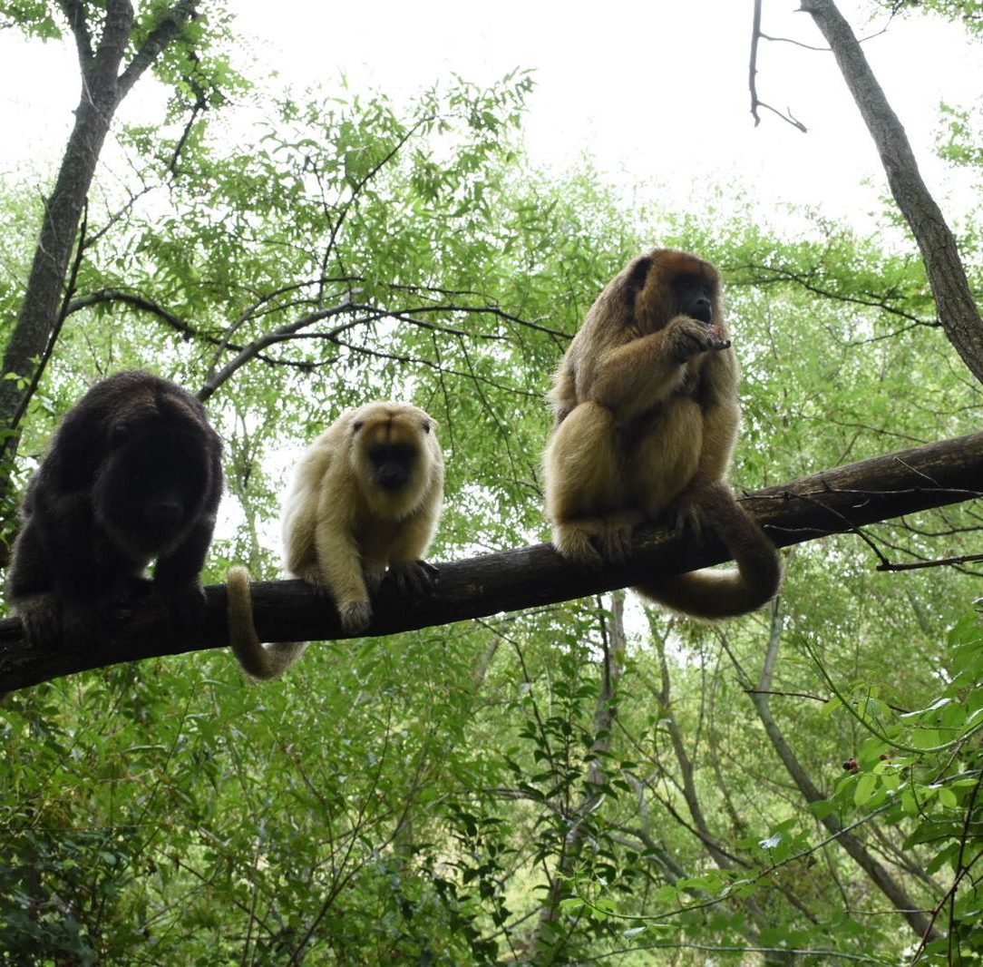 PORYECTO CARAYÁ RECIBIÓ FONDOS PROVINCIALES PARA ACCIONES DE BIENESTAR ANIMAL