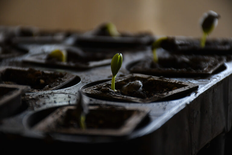 COMENZÓ A FUNCIONAR EL BANCO DE SEMILLAS DE LA SECRETARÍA DE AMBIENTE