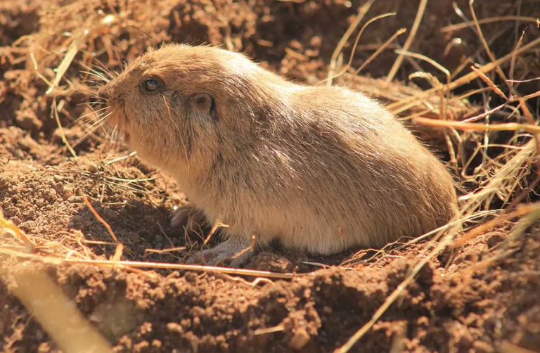 DESCUBREN UN NUEVO MAMÍFERO EN TRASLASIERRA