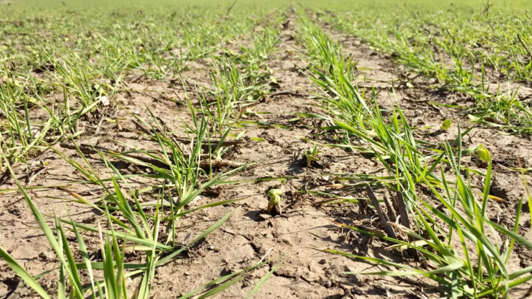 LA EMERGENCIA AGROPECUARIA AUMENTA EN CÓRDOBA