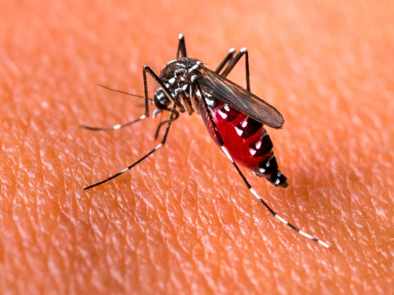 YA SON MÁS DE 39 MIL CASOS DE DENGUE EN EL PAÍS